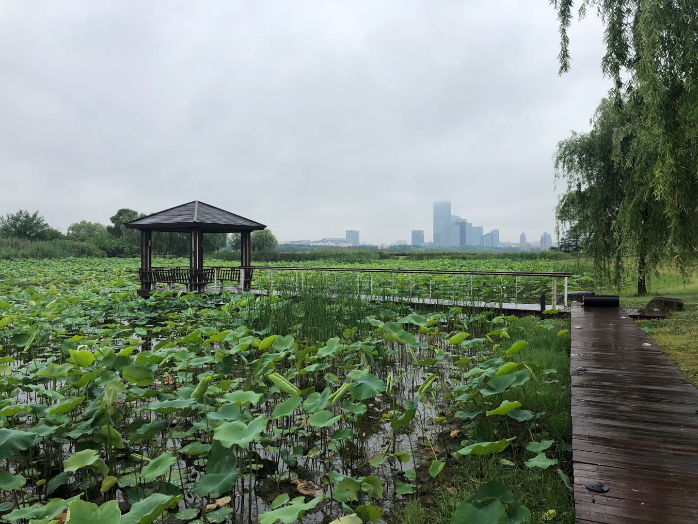 雨中金鸡湖风情别具，记苏州赛为斯徒步励志行